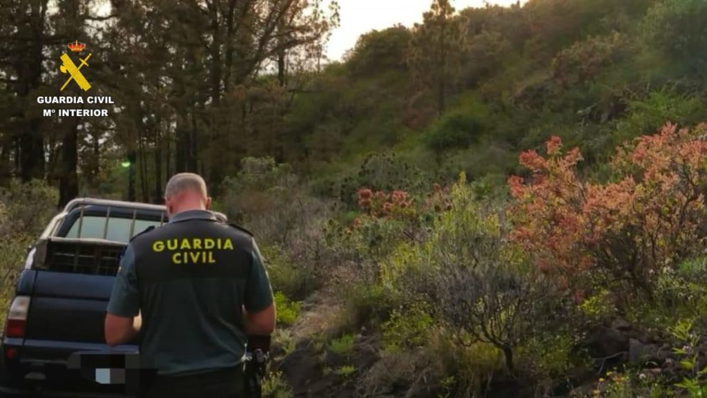 La Guardia Civil pilla a dos cazadores furtivos con 16 perros en Canarias: “Tenían a los conejos en sus bocas”