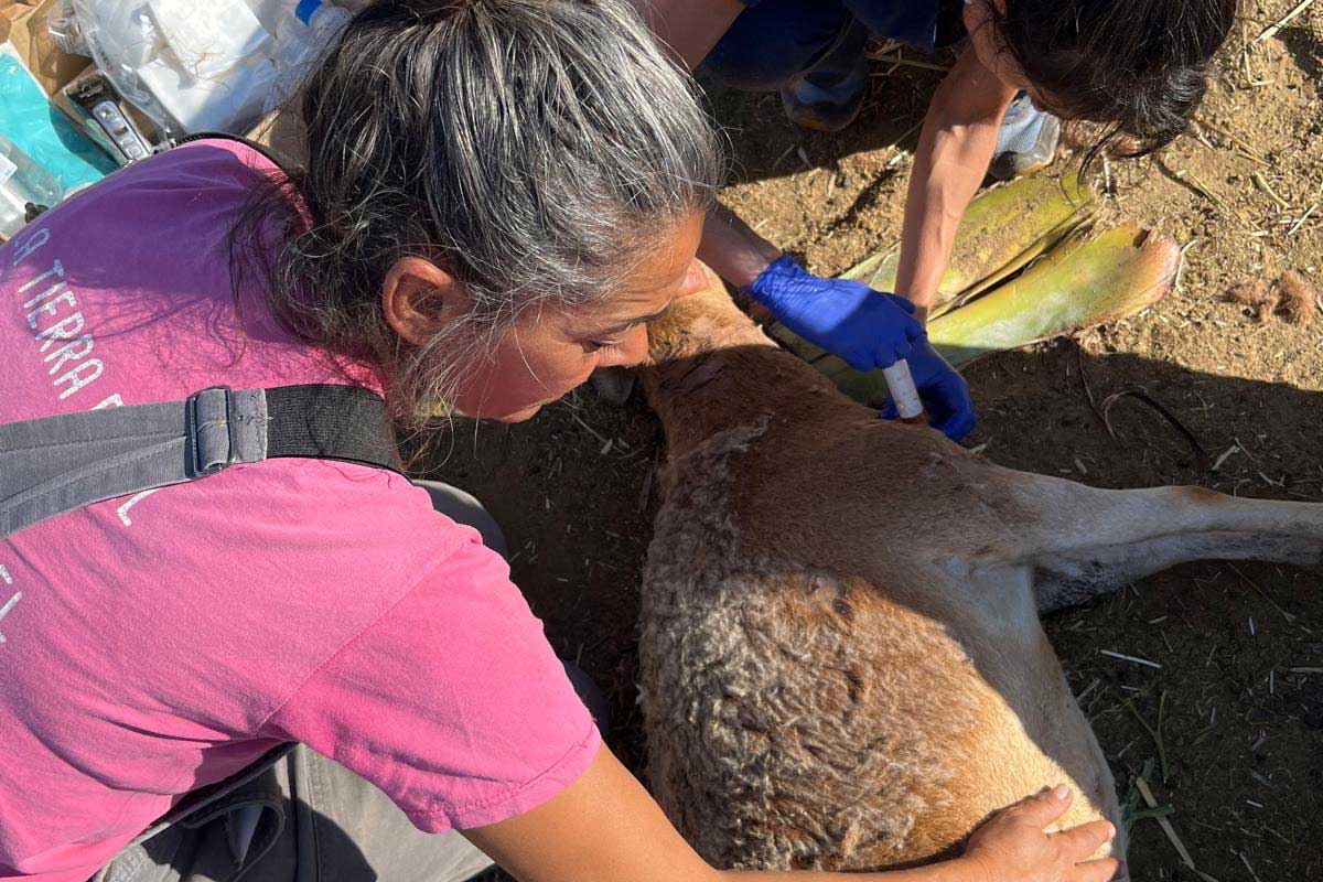 Miedo en el monte: los ganaderos de Arafo, indefensos ante los ataques de perros asilvestrados