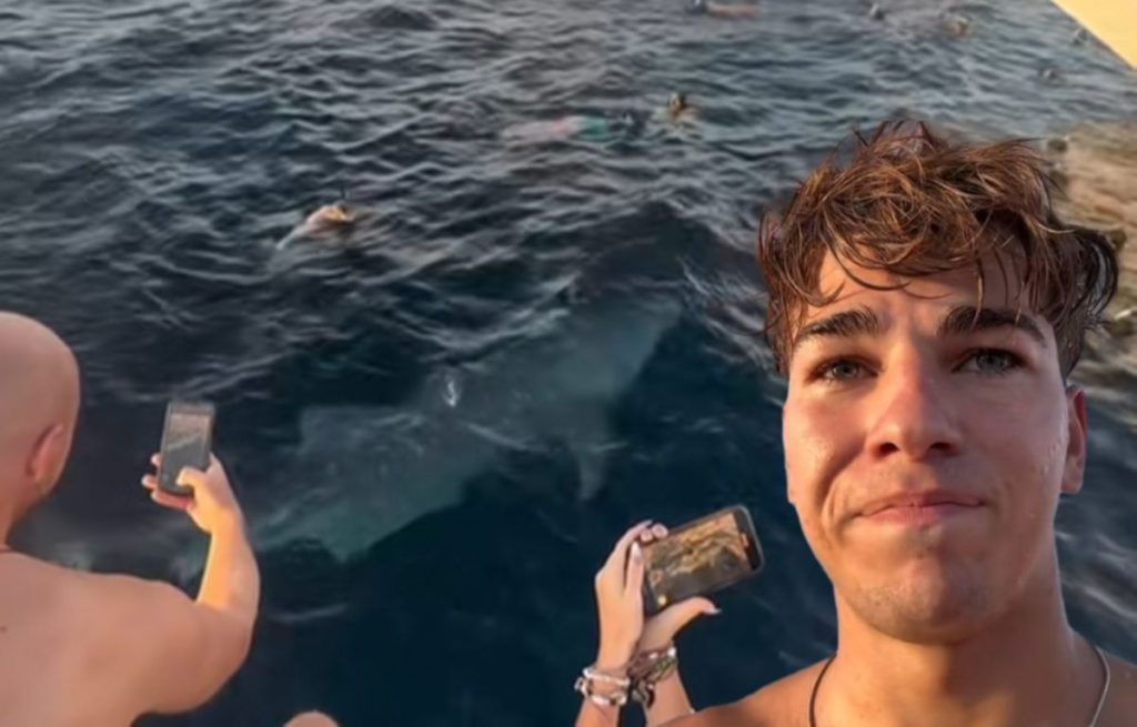 Un español contrata la actividad de buceo con el tiburón ballena y lanza un contundente mensaje