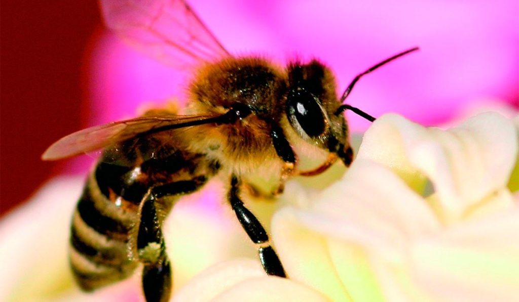Muere un hombre de 63 años tras sufrir un ataque de abejas