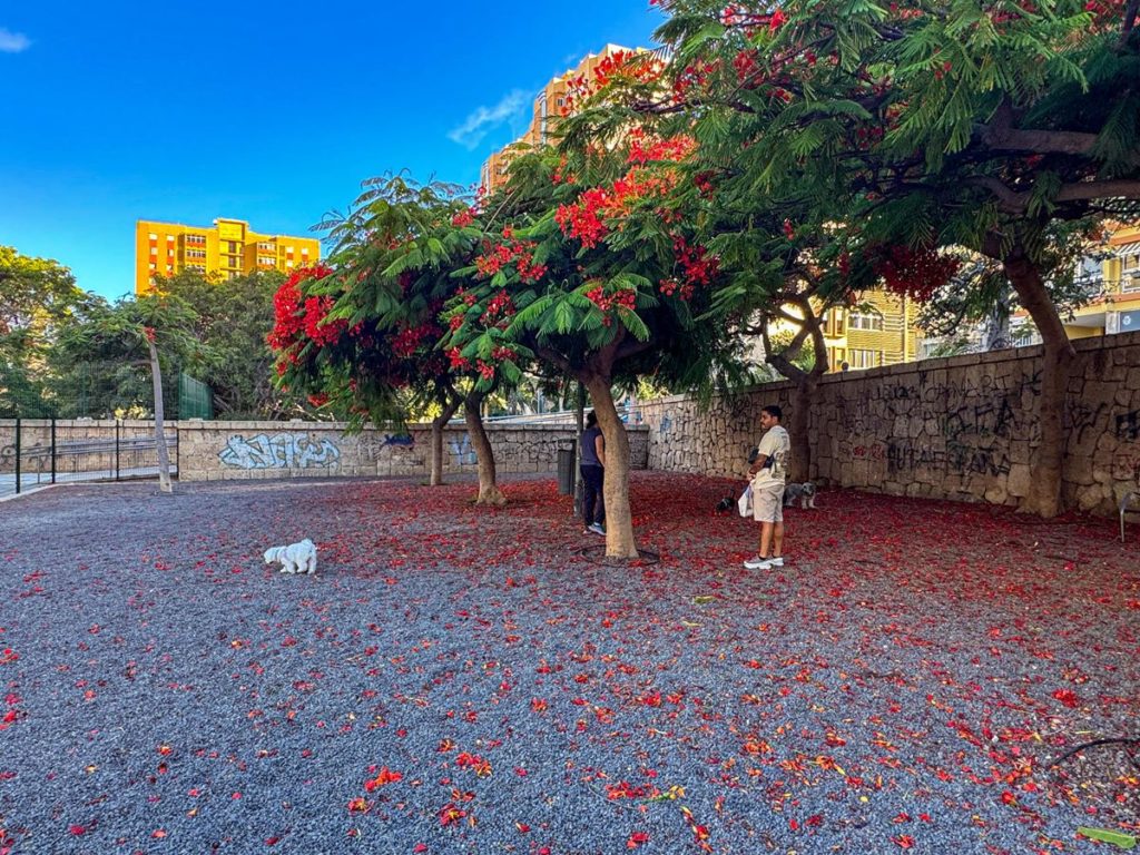 Así sera el 'nuevo' Parque Don Quijote en Santa Cruz: tiene un espacio canino renovado
