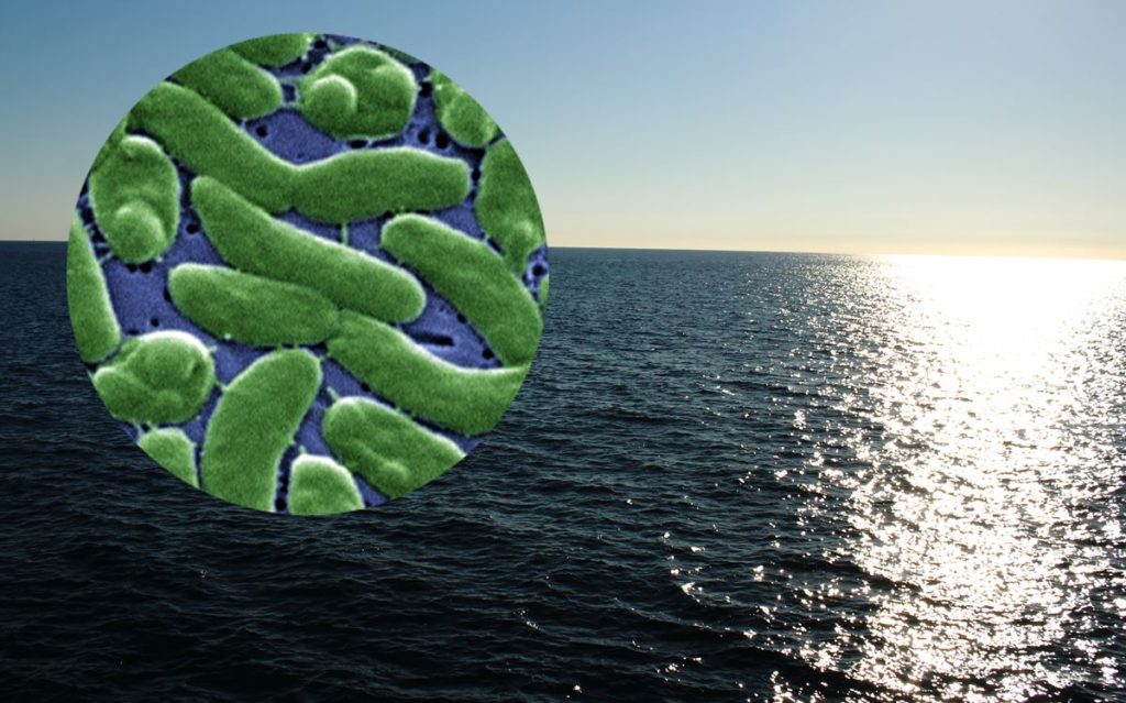 bacteria carnívora