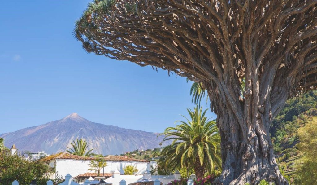 El ‘árbol de sangre de dragón’, símbolo milenario que une a Canarias con una isla remota del Índico