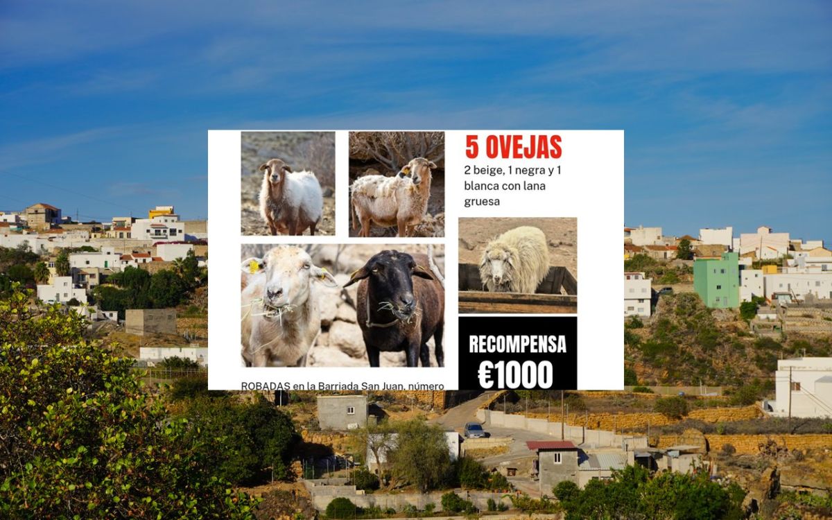 Denuncian el cruel robo de cinco animales en una protectora de Tenerife