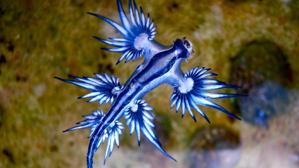 Cierran una playa de Canarias por la presencia de peligrosos dragones azules