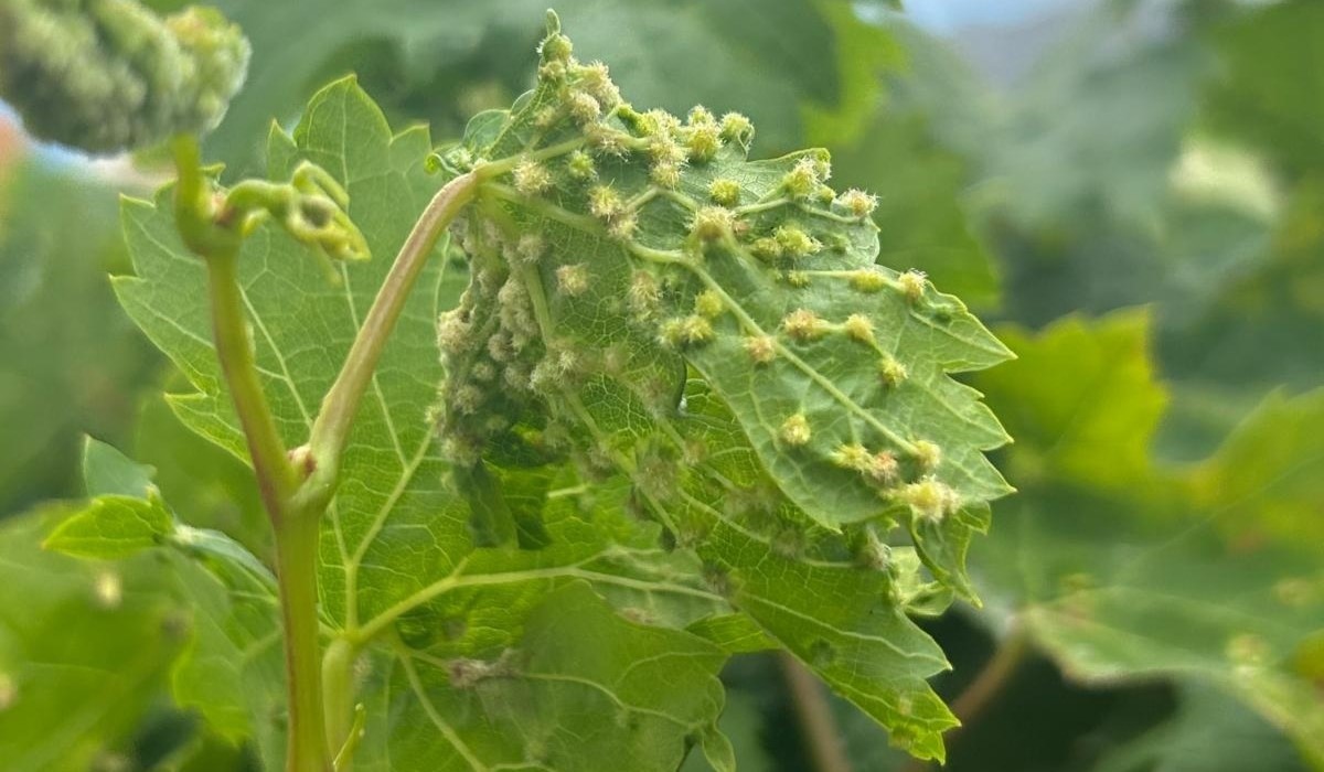 Canary Islands Government Declares Grapevine Pest Infestation and Implements Urgent Control Measures