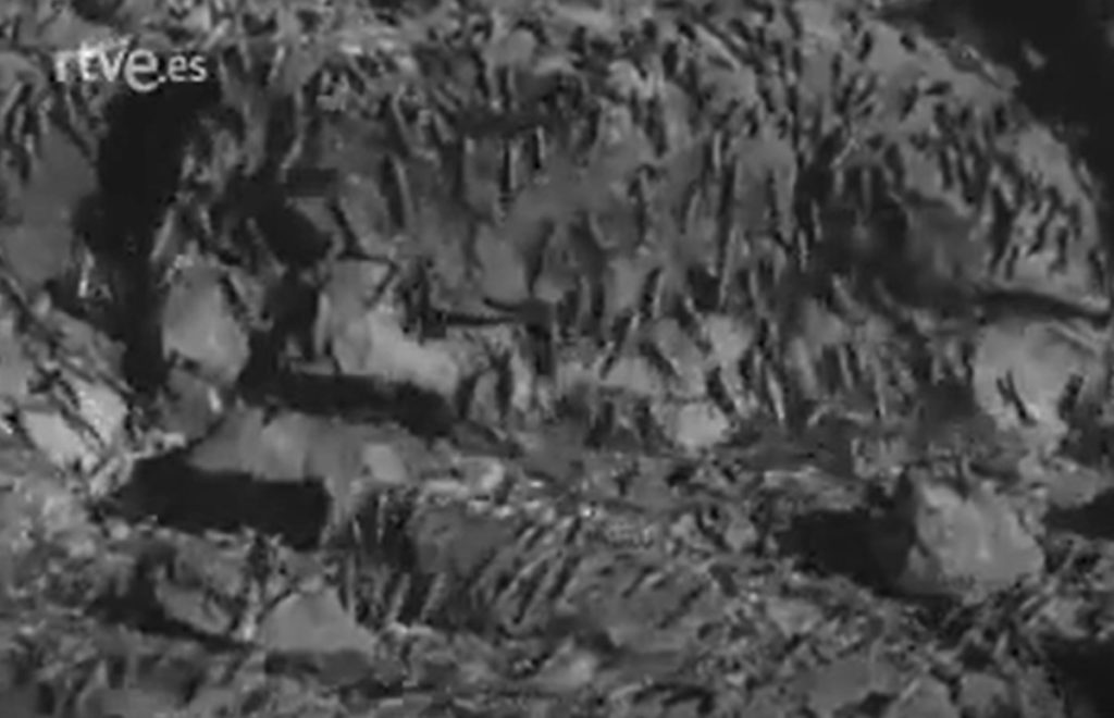 Cuando el cielo de Canarias se oscureció: la última gran plaga de langosta del siglo XX