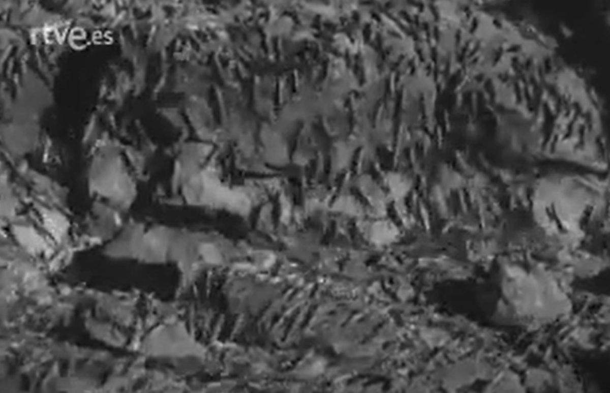 Cuando el cielo de Canarias se oscureció: la última gran plaga de langosta del siglo XX
