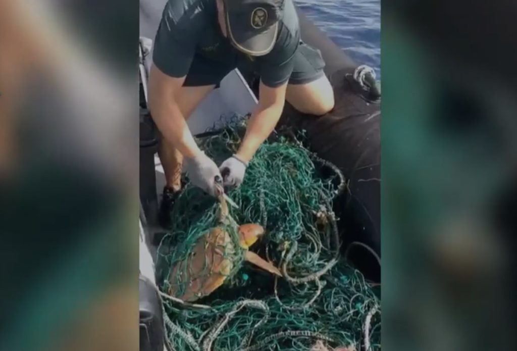 Rescatada a una tortuga boba atrapada en unas redes en aguas de Tenerife: otra había muerto