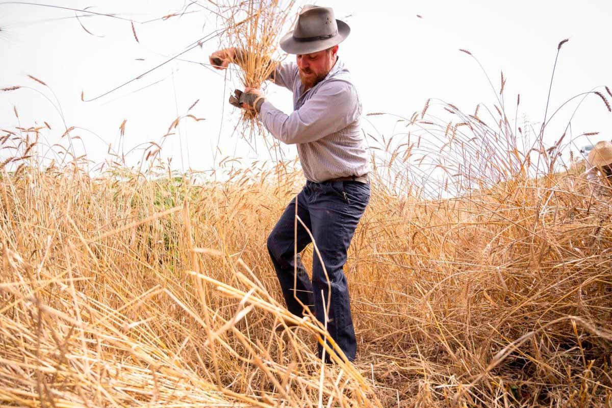 XIX Traditional Harvest Gathering Celebrates Ancestral Cereal Practices in Los Realejos