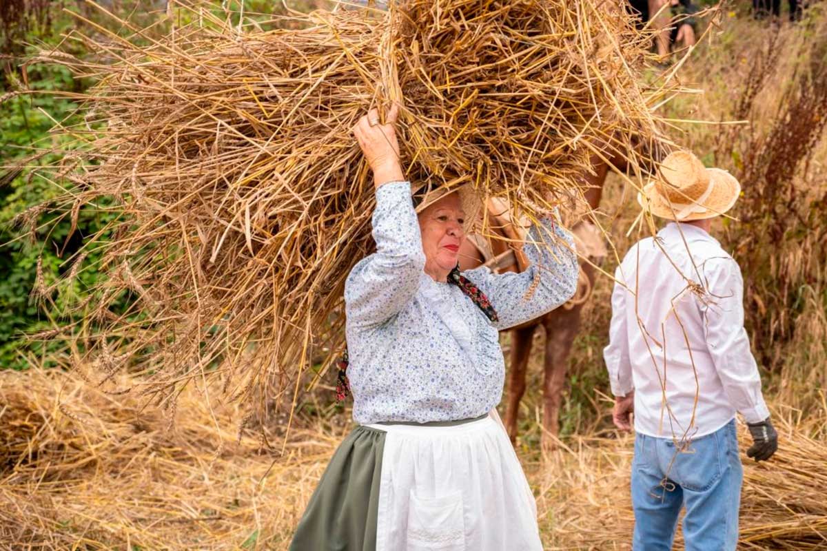 Los Realejos rememora su tradición agrícola y cerealista