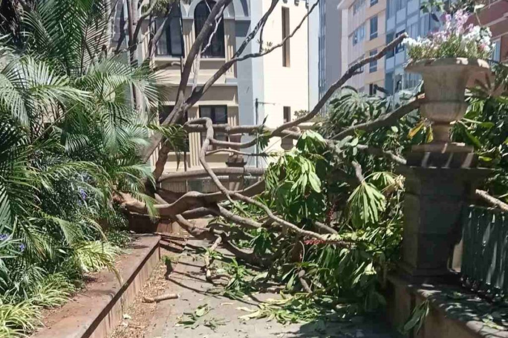 Caída de una rama de gran tamaño de un árbol en pleno centro de Santa Cruz de Tenerife