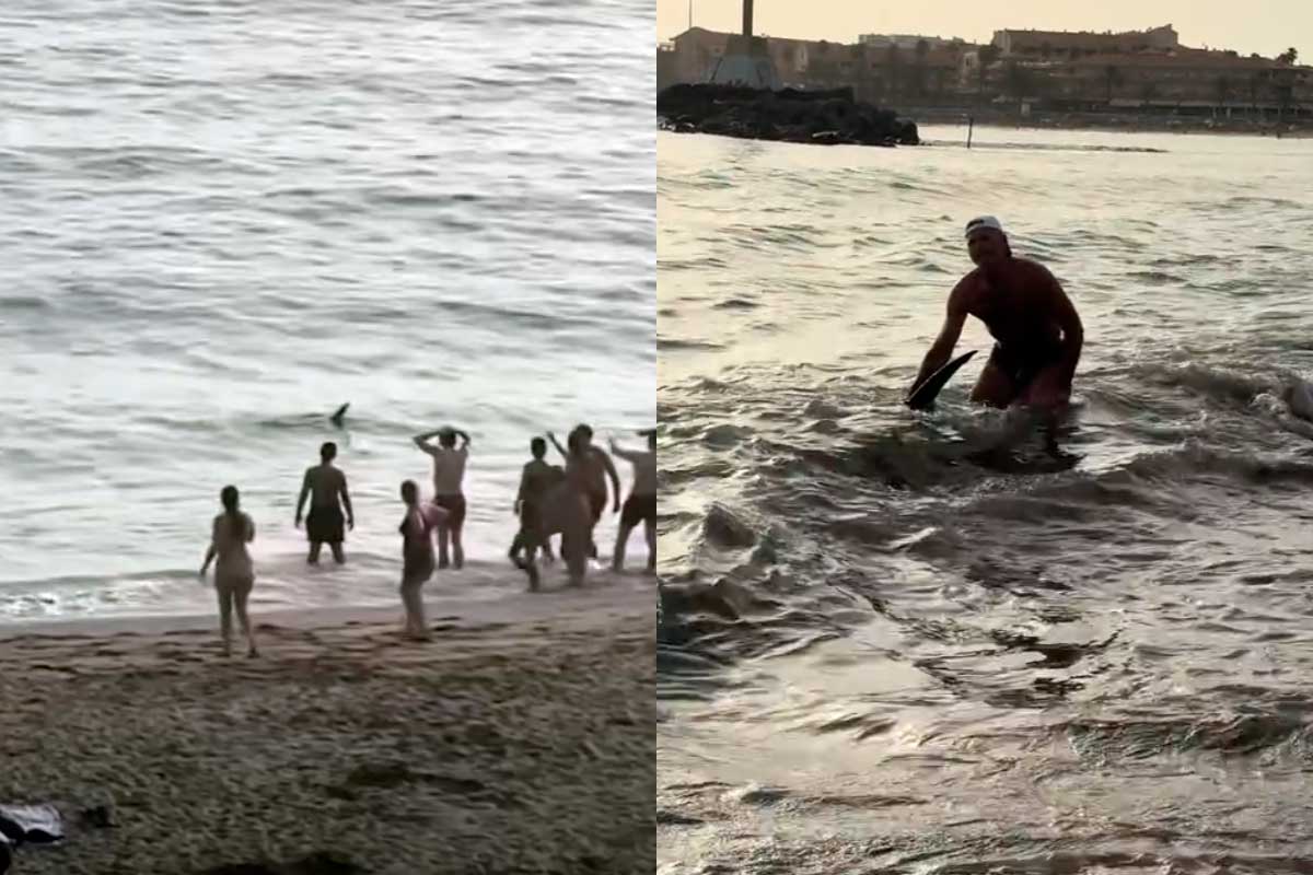 Tiburón en playa Las Vistas