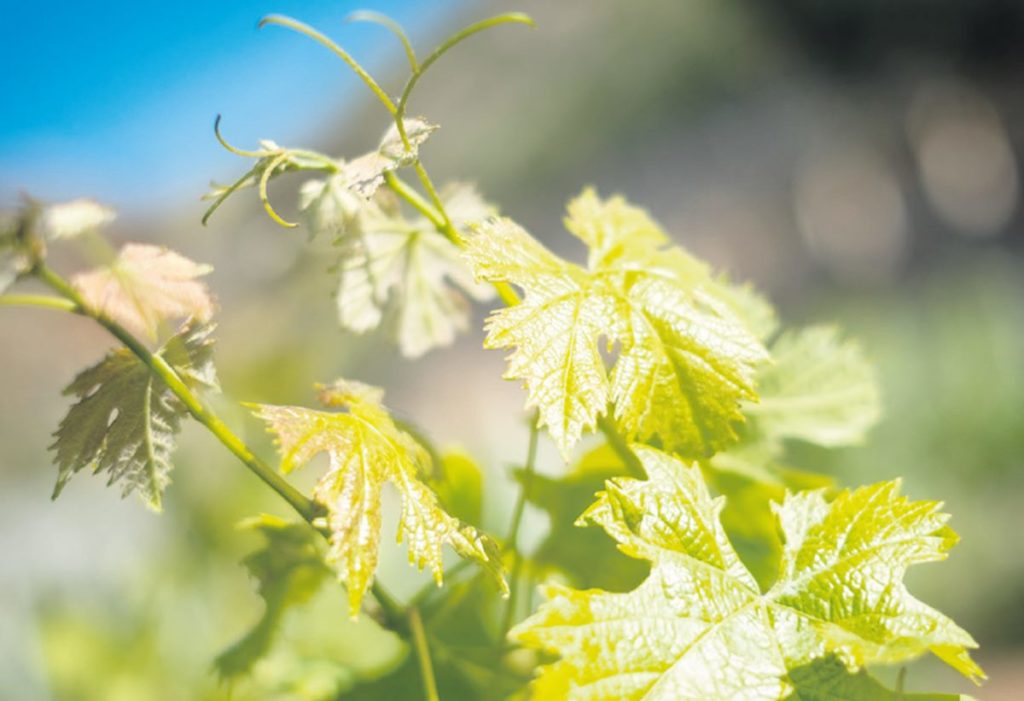 Agricultura confía en que Madrid acepte prohibir la uva de fuera