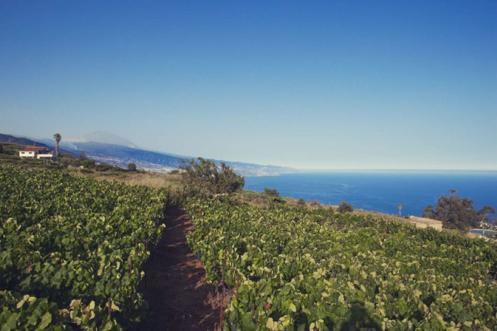 Alertan de daños en los viñedos de Tenerife por la fauna silvestre