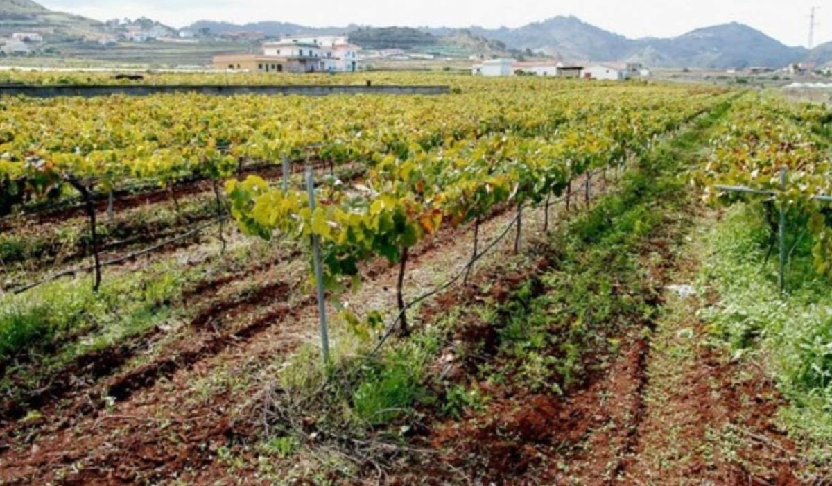 Cancelan la Fiesta de la Vendimia por la amenaza de la filoxera en Tenerife