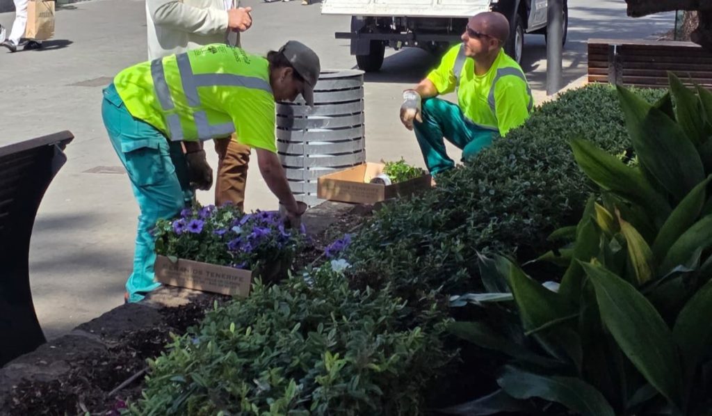 La Laguna lucha contra el robo de flores: advierten de multas de 540 euros