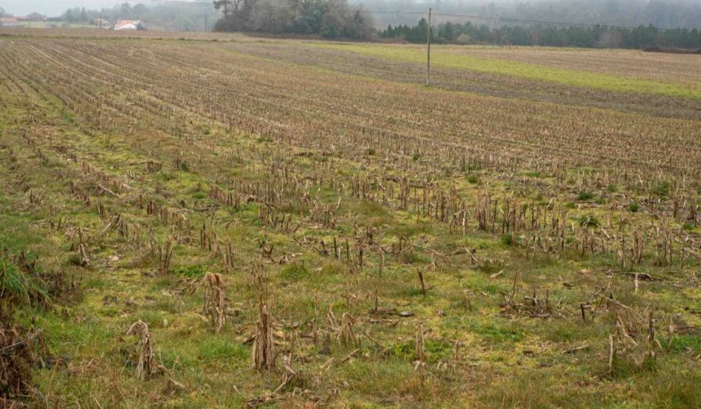 El 62% de la superficie agraria útil de las Islas, "en abandono"