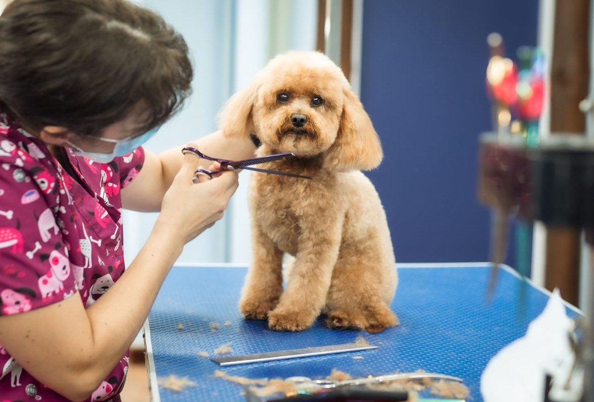 La Guardia Civil, atónita en Tenerife: entra en una peluquería canina y descubre que hacían tratamientos dentales 