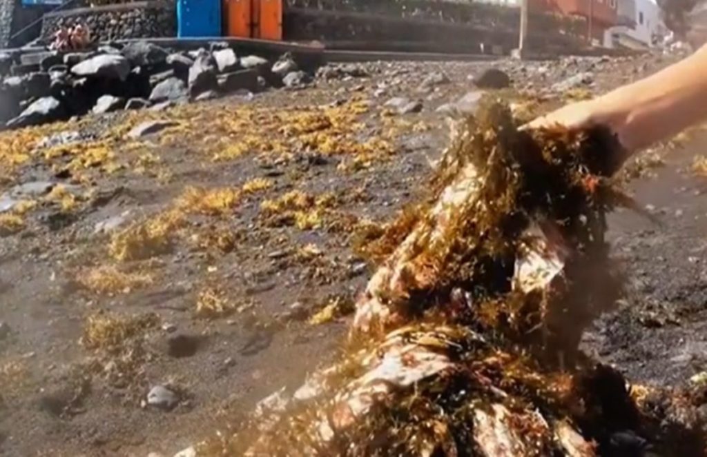 Dos niños, sin rodeos tras retirar más de 300 toallitas en una playa de Tenerife: "Da vergüenza"