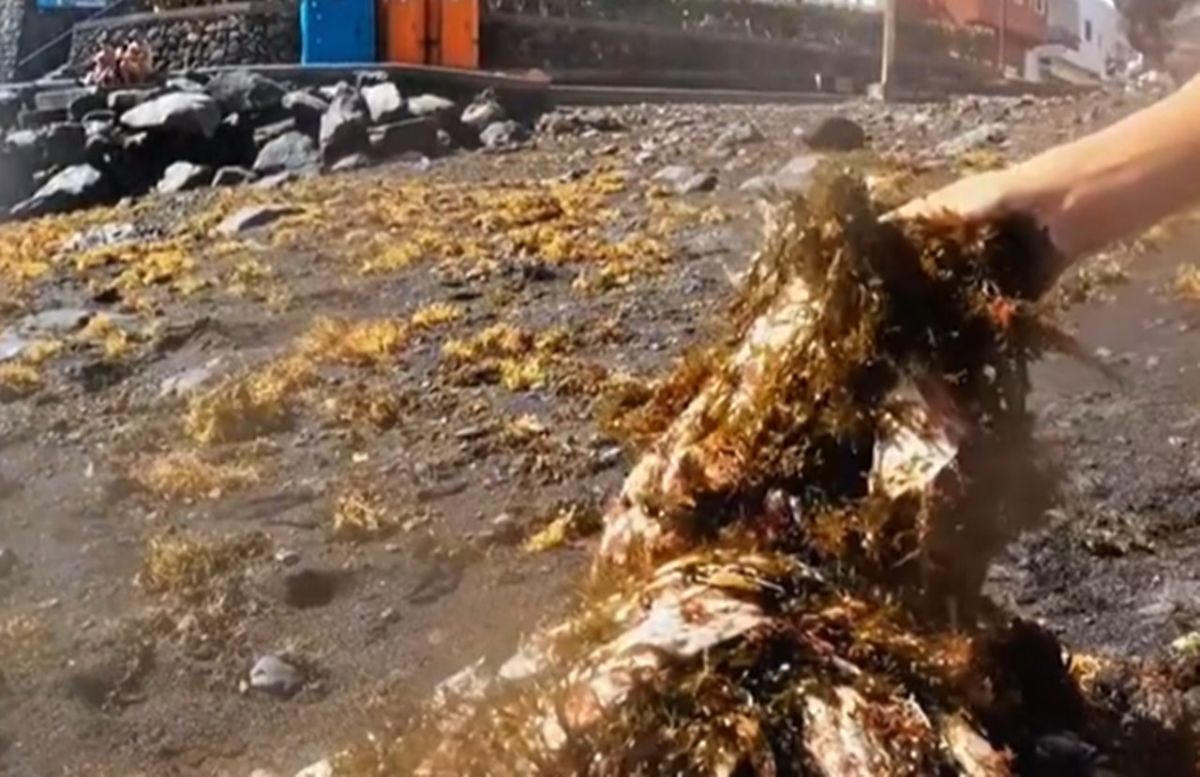Dos niños, sin rodeos tras retirar más de 300 toallitas en una playa de Tenerife: "Da vergüenza"