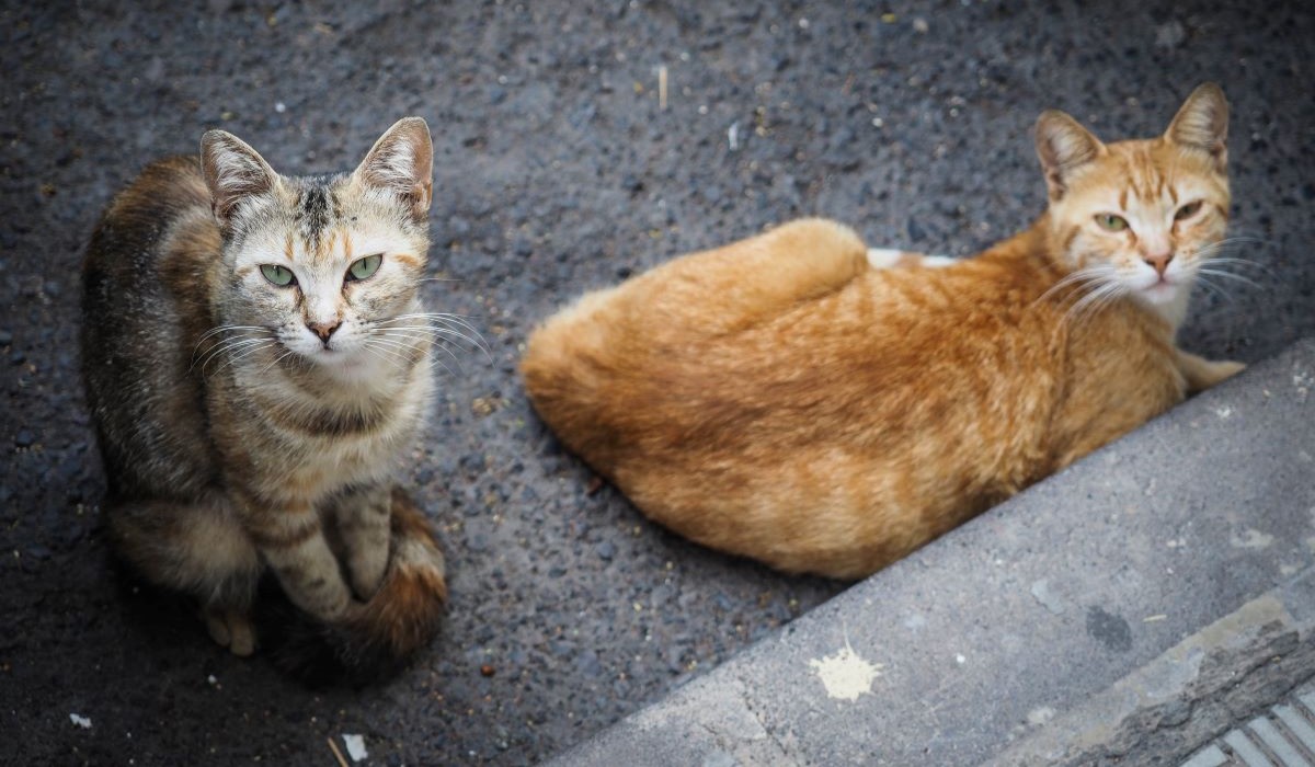 El antiguo colegio que será el nuevo refugio para gatos callejeros de Santa Cruz de Tenerife