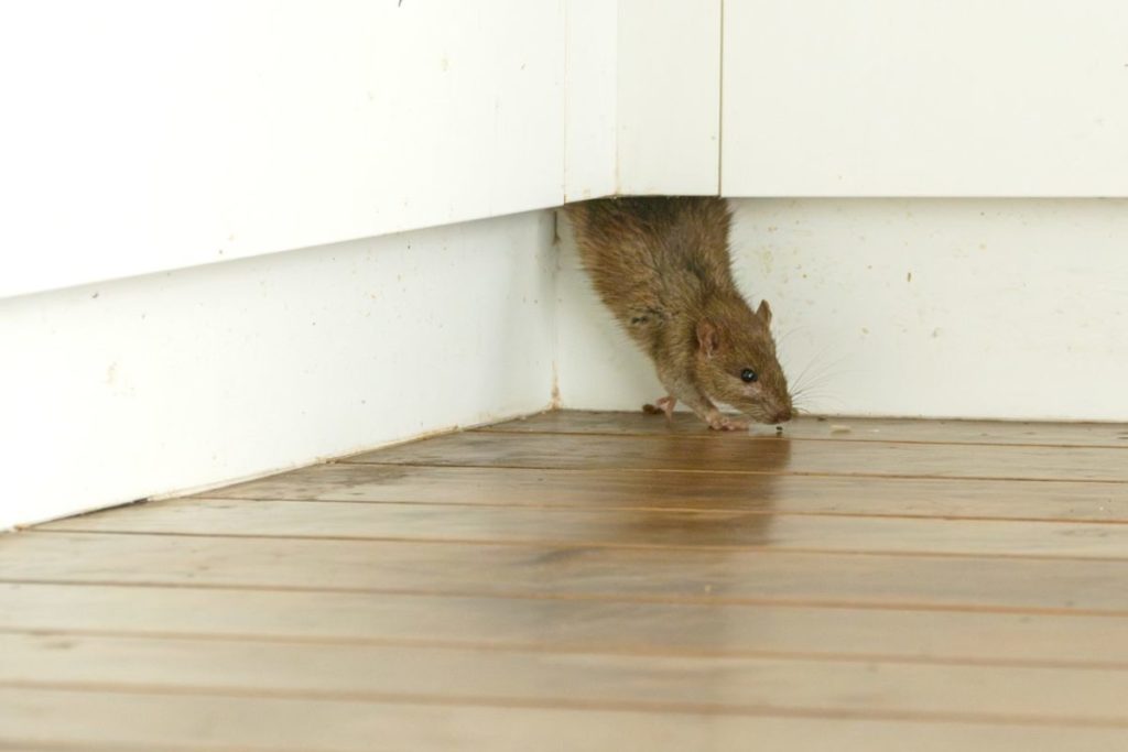 Ofensiva municipal de La Laguna frente a ratas e insectos: 1.335 intervenciones para evitar la proliferación de plagas