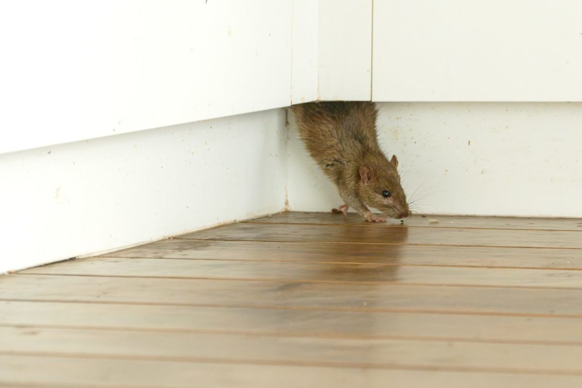 Ofensiva municipal de La Laguna frente a ratas e insectos: 1.335 intervenciones para evitar la proliferación de plagas