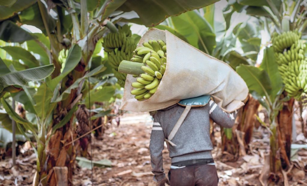La multinacional Chiquita se instala en Europa y amenaza al plátano canario