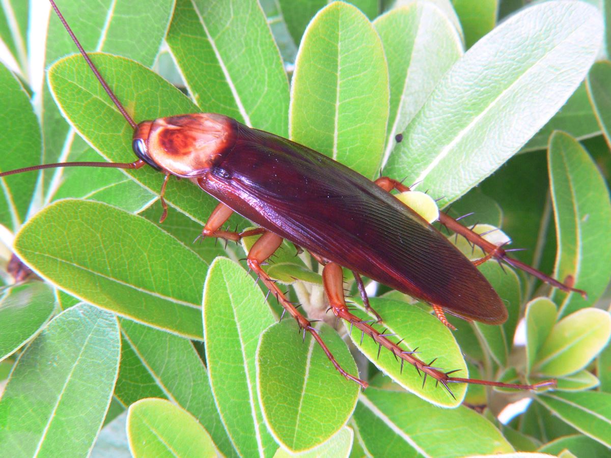 Expertos advierten de la cucaracha americana que amenaza a Canarias: más grandes y peligrosas