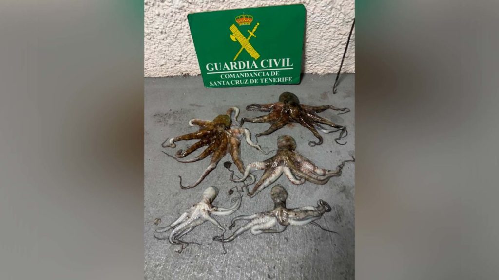 La Guardia Civil sorprende a un hombre tras pescar 5 pulpos en Tenerife: no pesaban ni un kilo