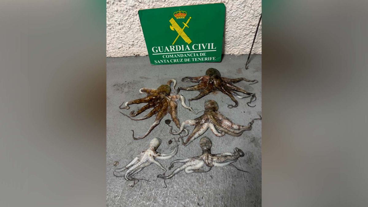 La Guardia Civil sorprende a un hombre tras pescar 5 pulpos en Tenerife: no pesaban ni un kilo