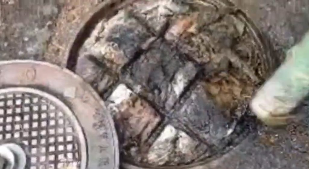 El 'monstruo' que han encontrado en una alcantarilla en Tenerife: "Genera el 100% de las averías"