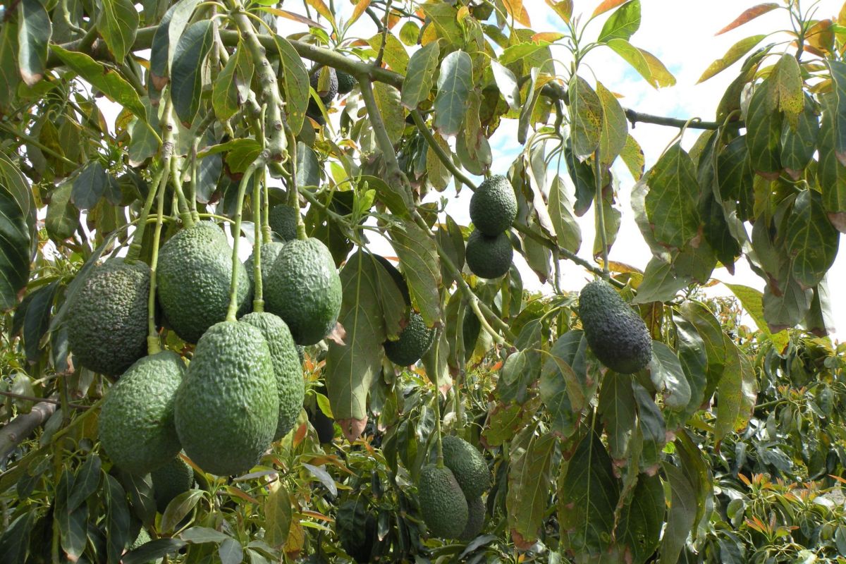 Aguacate: un producto estratégico en la diversificación del campo canario