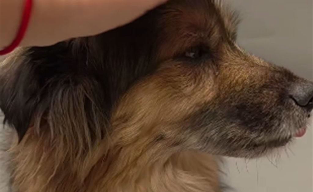 Valle Colino busca de forma urgente una nueva familia para Ellie
