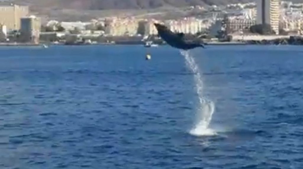 Avistamiento de cetáceo en Tenerife. TikTok