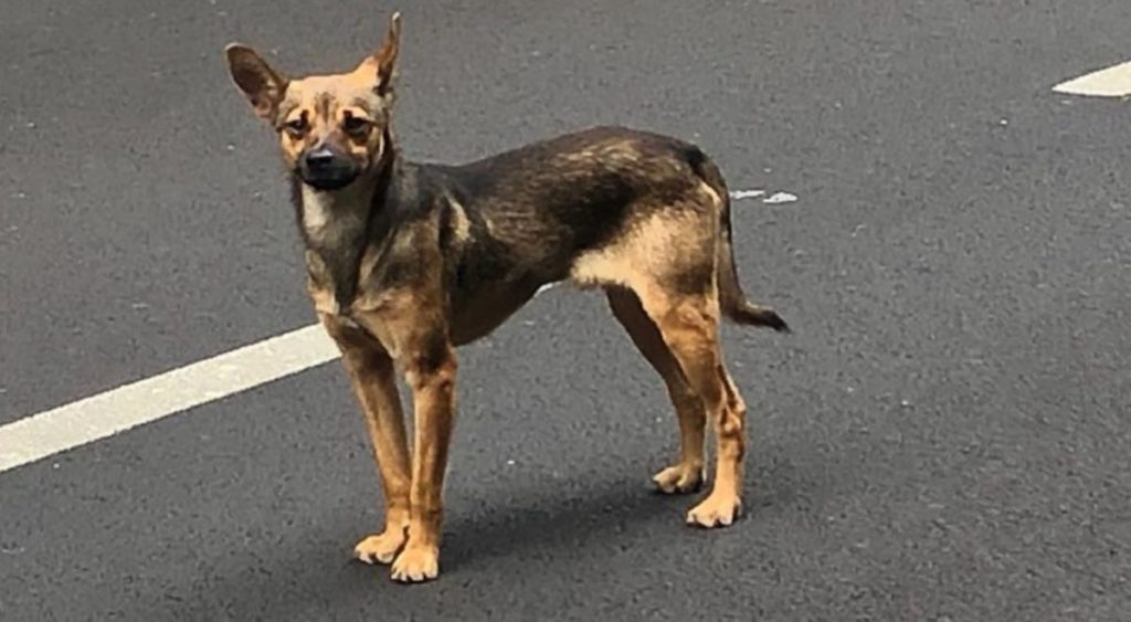 La Policía Local busca a los propietarios de este perro extraviado en Tenerife