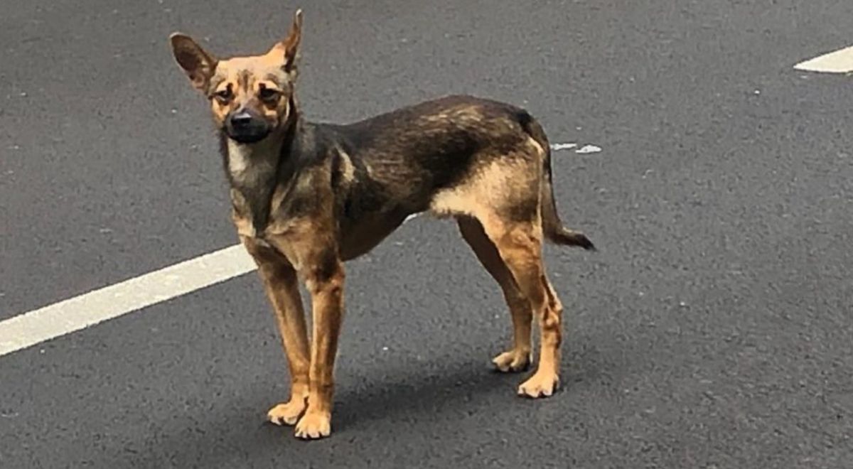 La Policía Local busca a los propietarios de este perro extraviado en Tenerife