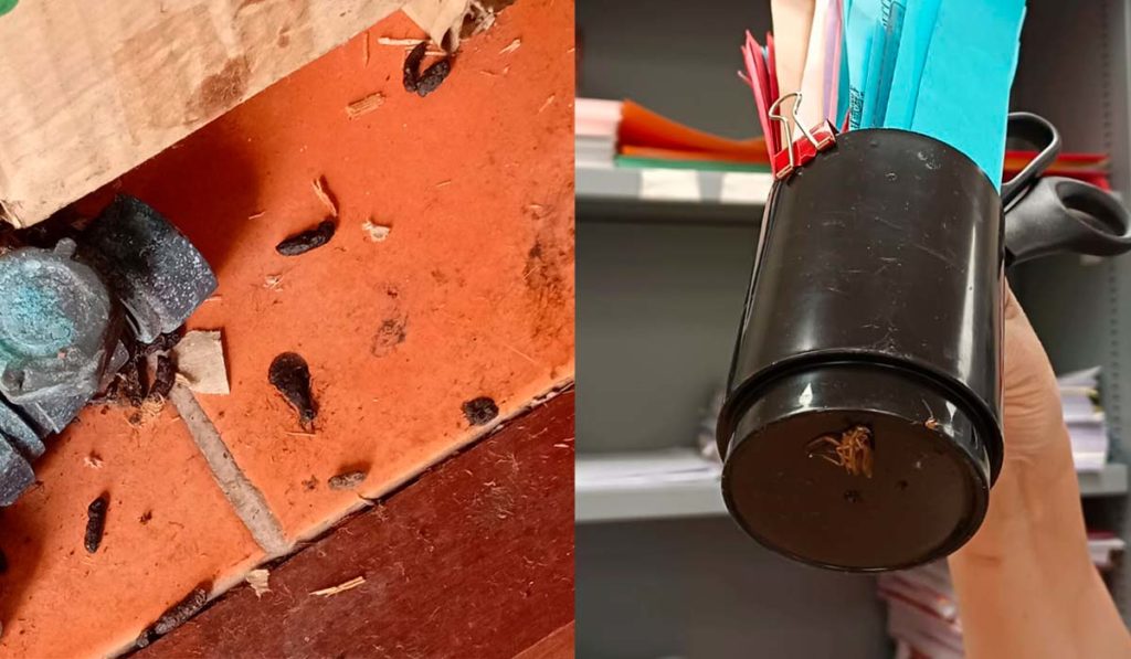 Excrementos de ratas y funcionarios matando cucarachas en juzgados del Puerto de la Cruz