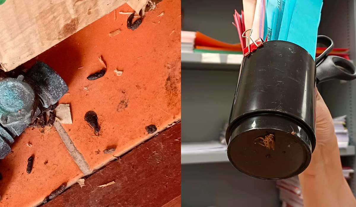 Excrementos de ratas y funcionarios matando cucarachas en juzgados del Puerto de la Cruz