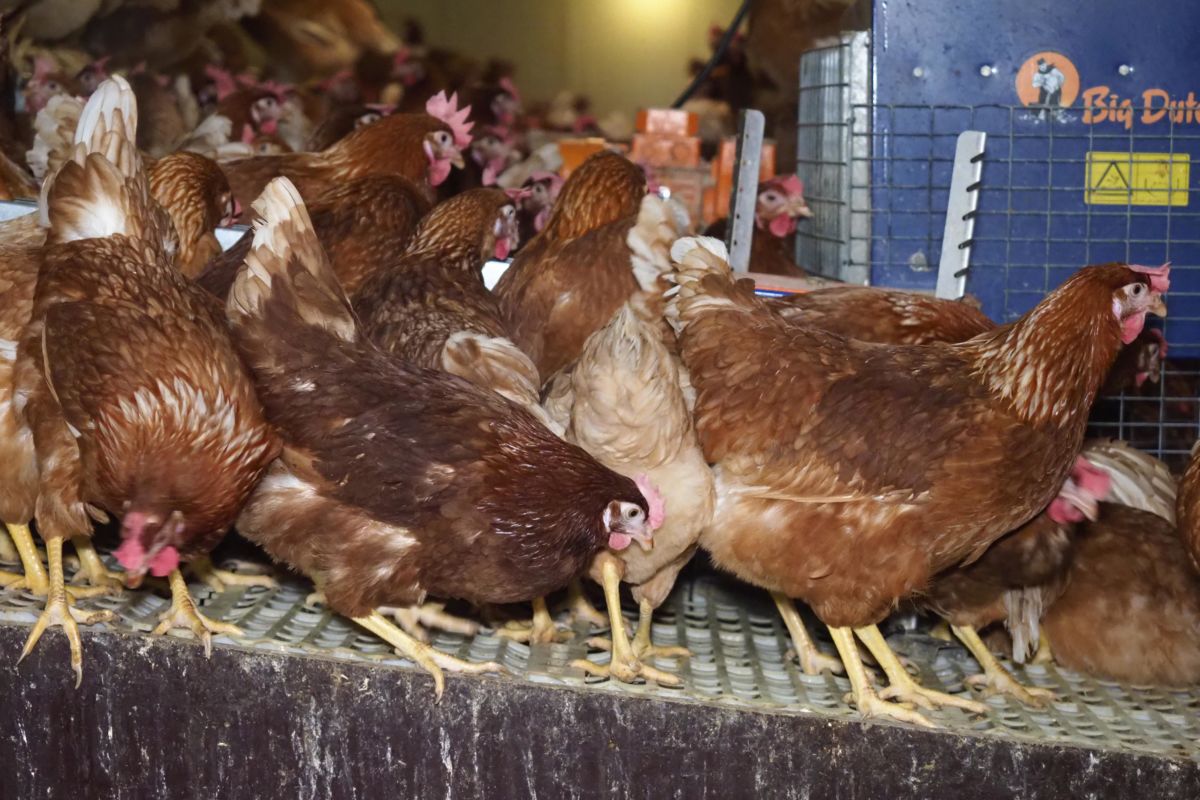 Gallinas en Canarias
