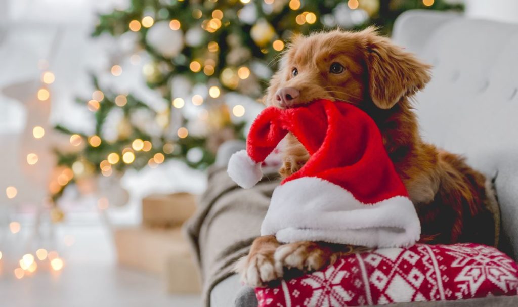 Navidad para toda la familia: llega el primer turrón para perros
