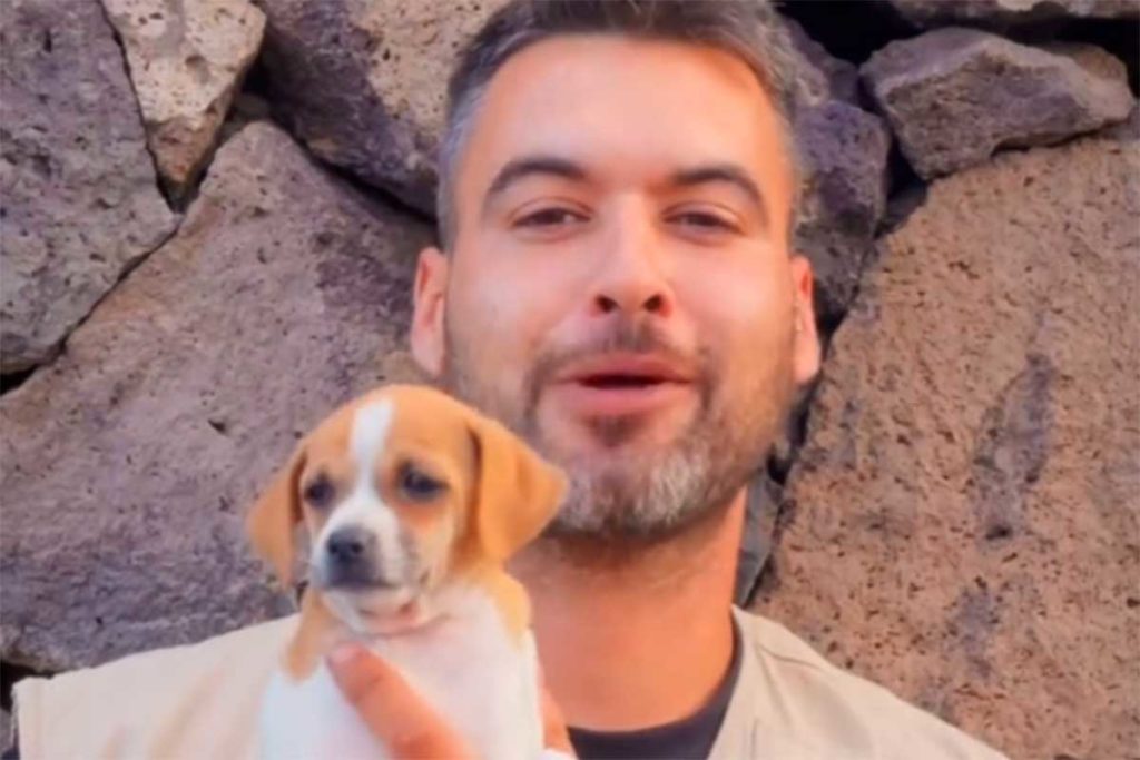 El perro autóctono de Canarias que casi seguro no conocías: pequeño, valiente y nacido en La Palma