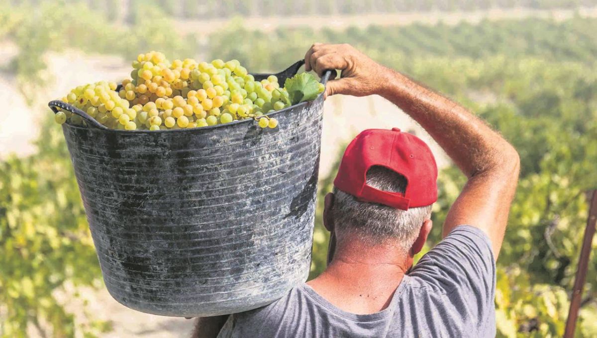 Tenerife pierde peso en el vino canario por la caída de la cosecha