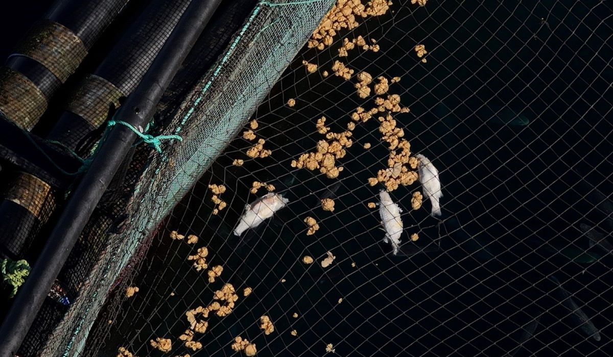 Peces muertos en las jaulas marinas del litoral canario