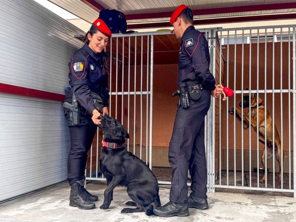 Los perros que velan por nuestra seguridad: así trabaja el Grupo de Guías Caninos de la Policía Canaria