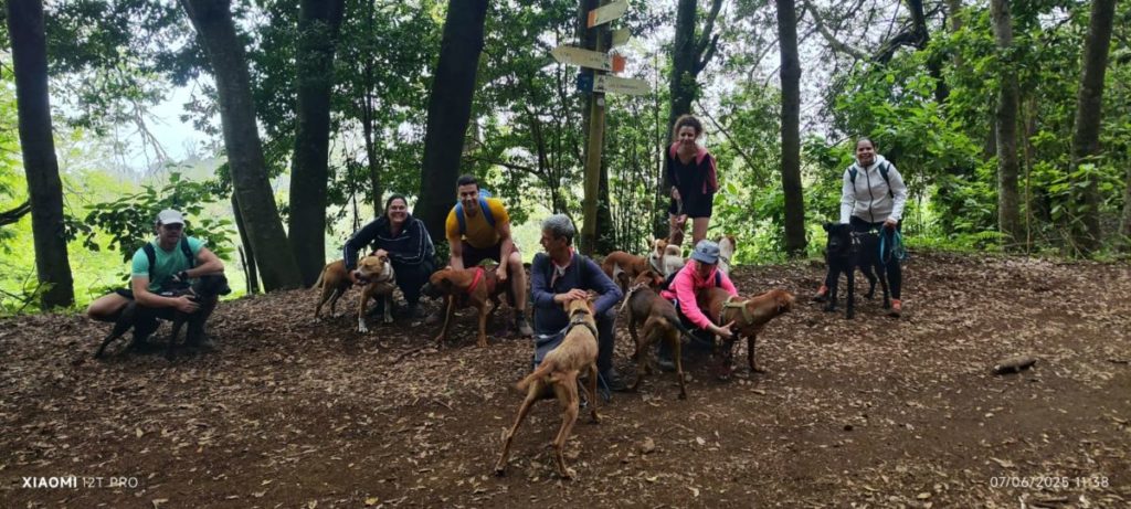 Los 250 animales del albergue de Ravelo afrontan un futuro incierto