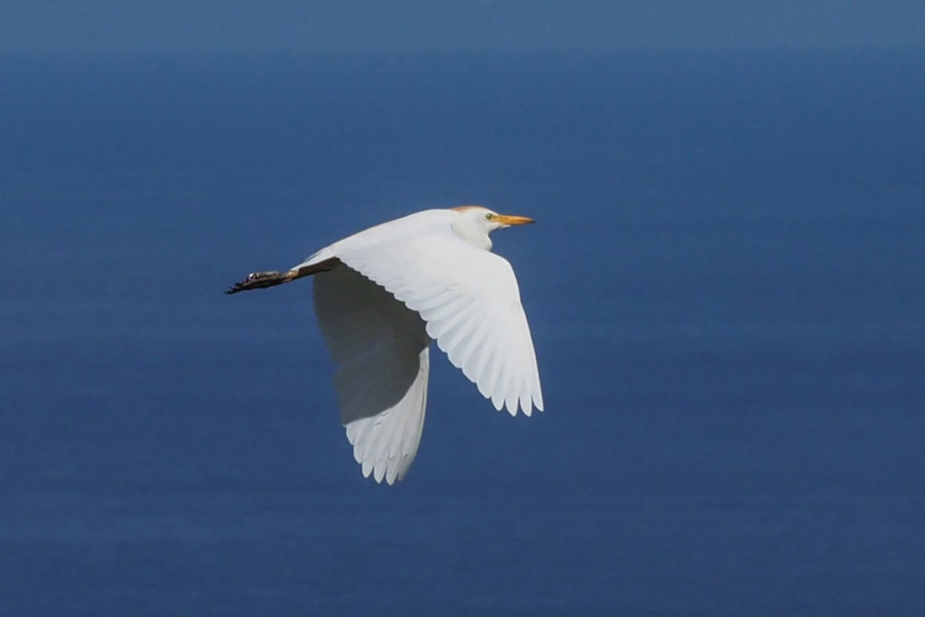 Migrantes de plumas blancas