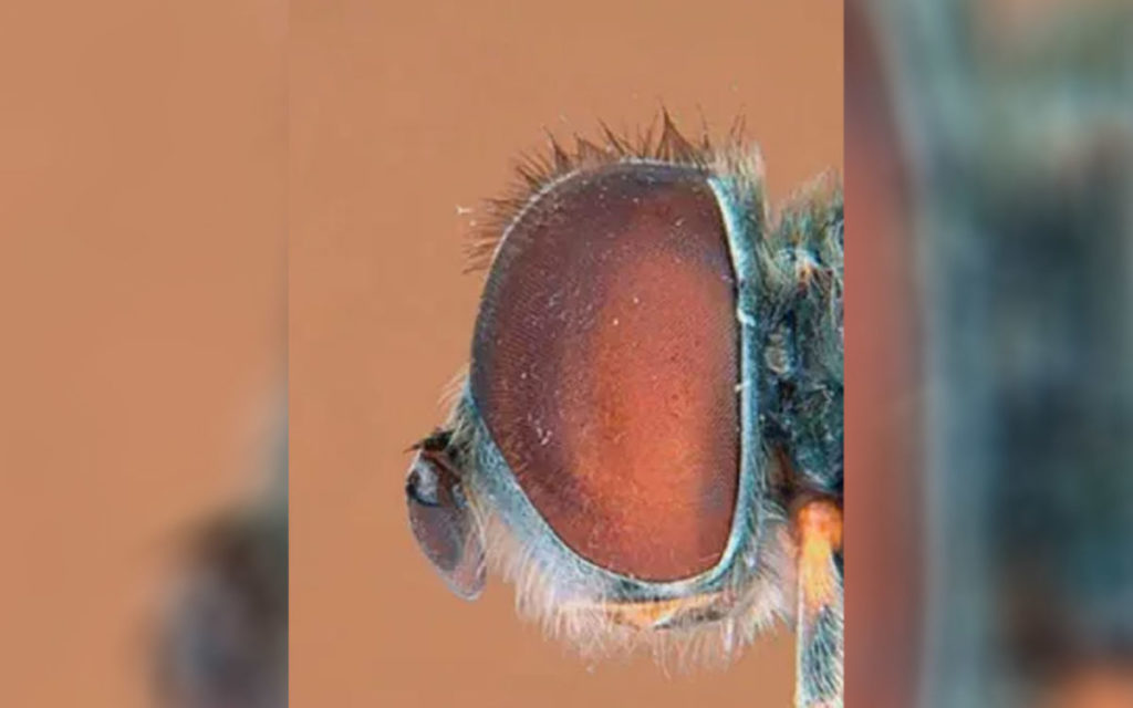 Anuncian el hallazgo en Canarias de una 'extraña' mosca endémica