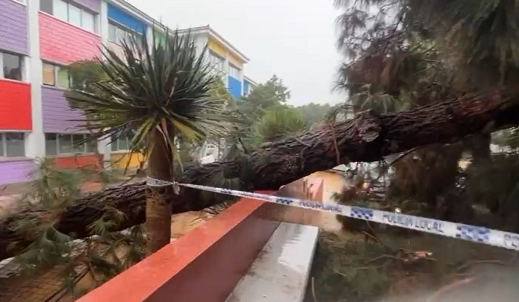 Las fuertes rachas de viento arrancan de raíz árboles en Tenerife. Fran Pallero